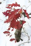 red leaves in snow