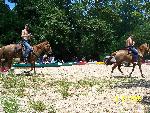 horses on gravel bar