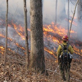 Firefighter monitoring a prescribed fire