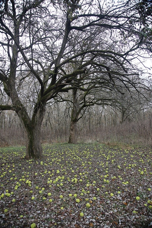 large Osage Orange trees with fruit scattered at base