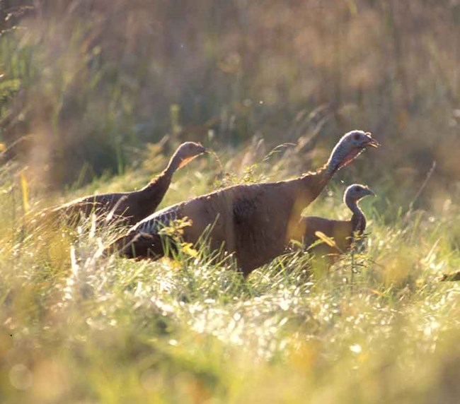 three wild turkeys in a field