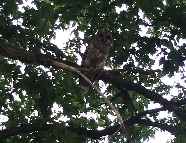 Barred Owl perched in a tree as light fades