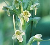 Rein Orchid with green and yellow small flowers