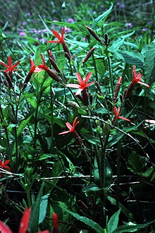 Royal catchfly with green stalks and vibrant red blooms