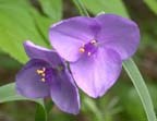 wild crocus with vibrant purple flowers with three petals