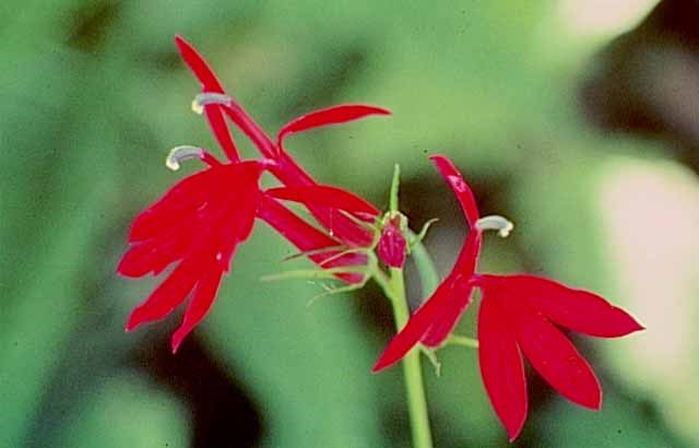 vibrant red cardinal flower