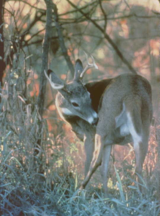 Photo of a white tailed deer