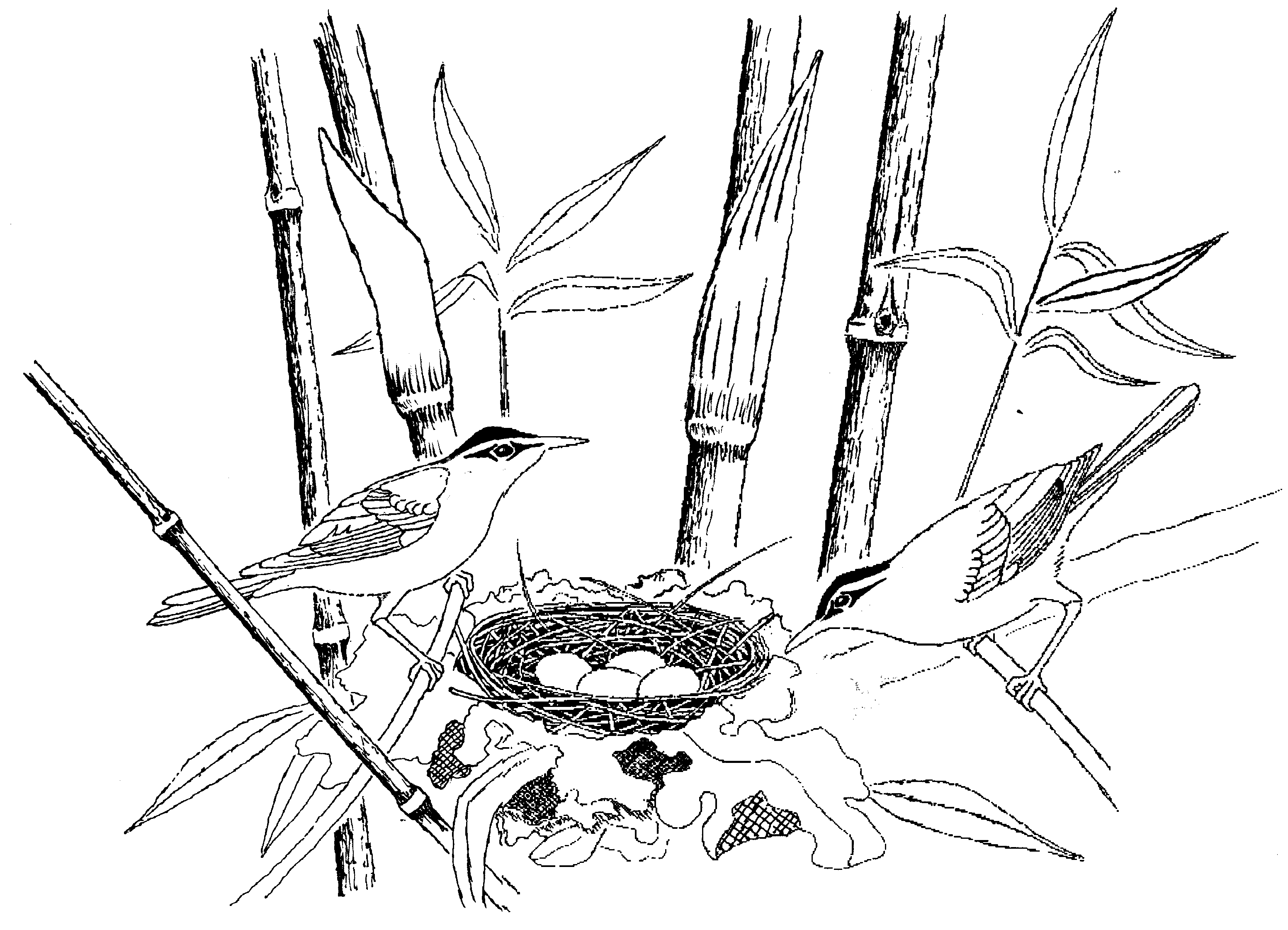 Swainson's Warbler Swainson's Warbler