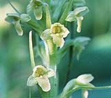 Rein orchid