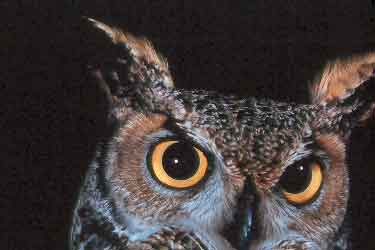Great-Horned-Owl-npsphoto-1782