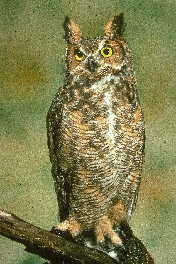 Great horned owl