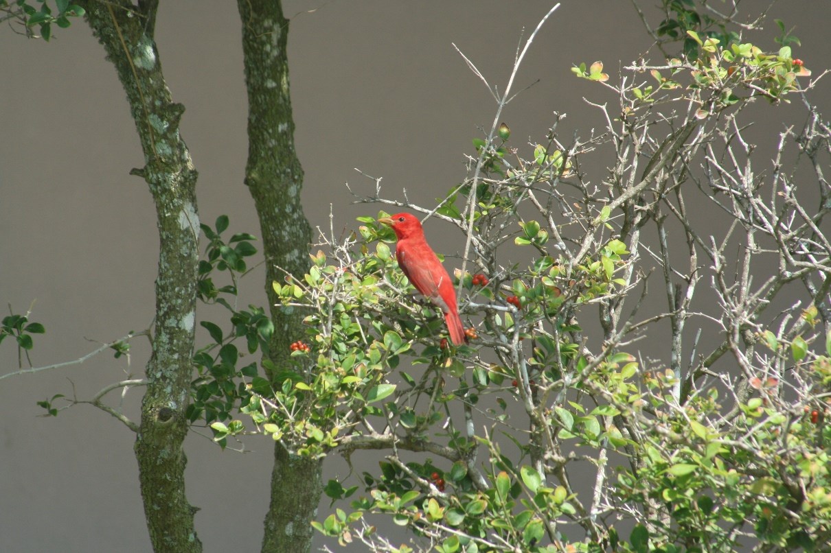 A small, bright red summer tanager on a branch.