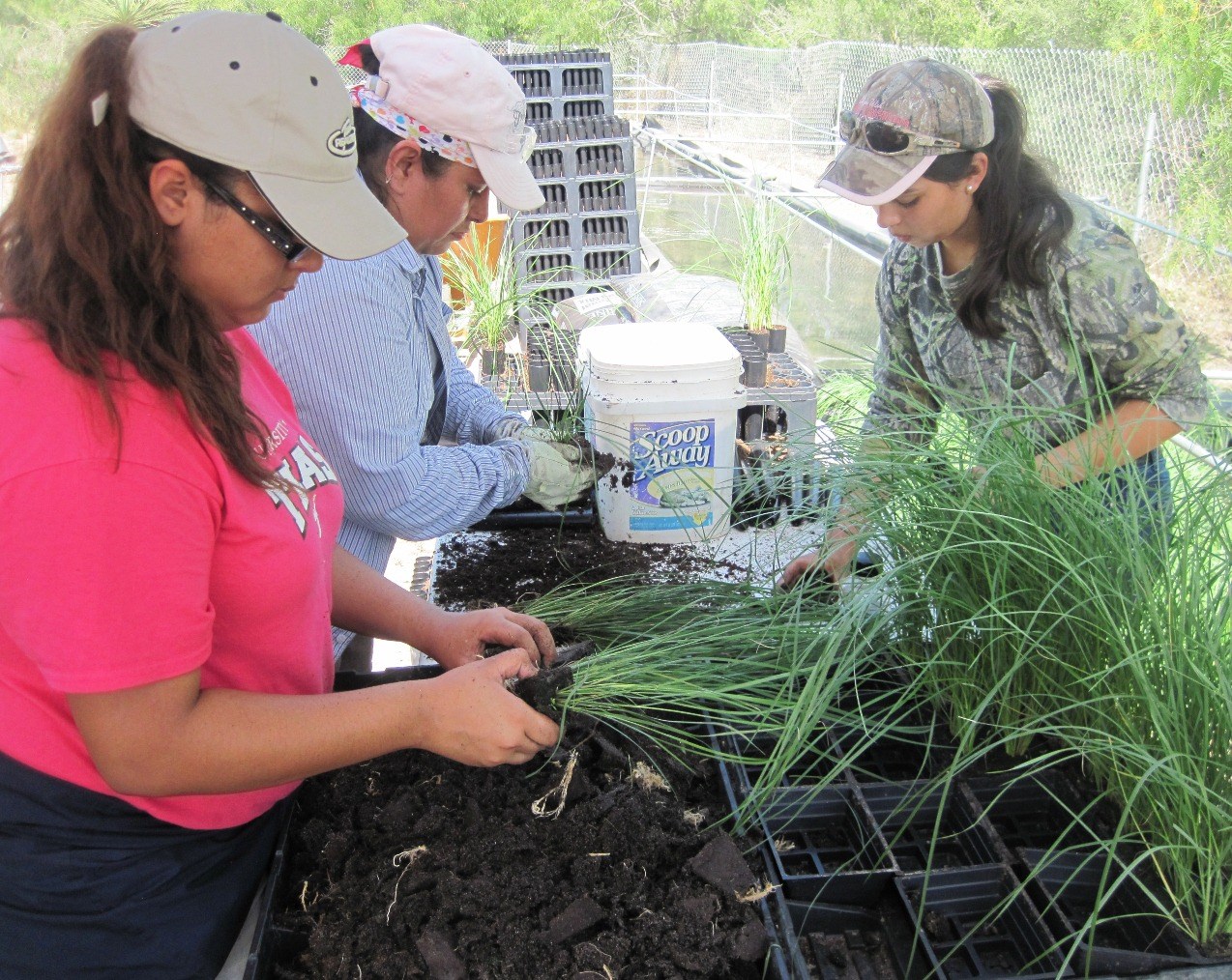 Volunteers tend to Gulf cordgrass seedlings