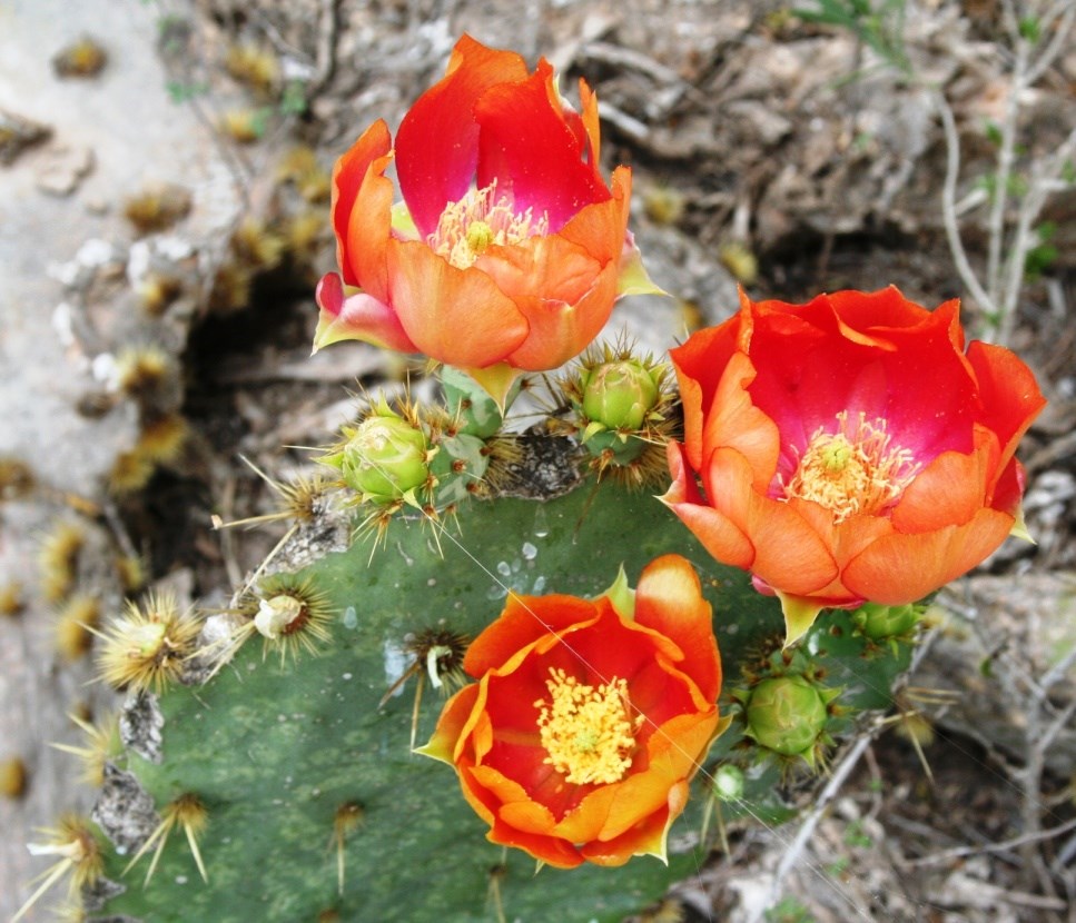 Prickly pear cactus with red blooms.