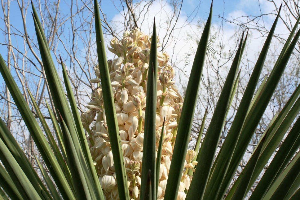 Yucca with white blooms