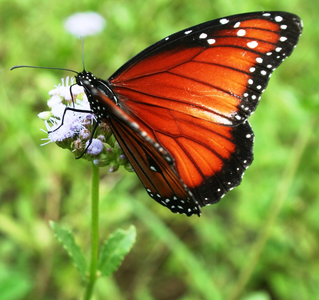 A queen butterfly eating from a Texas thistle.
