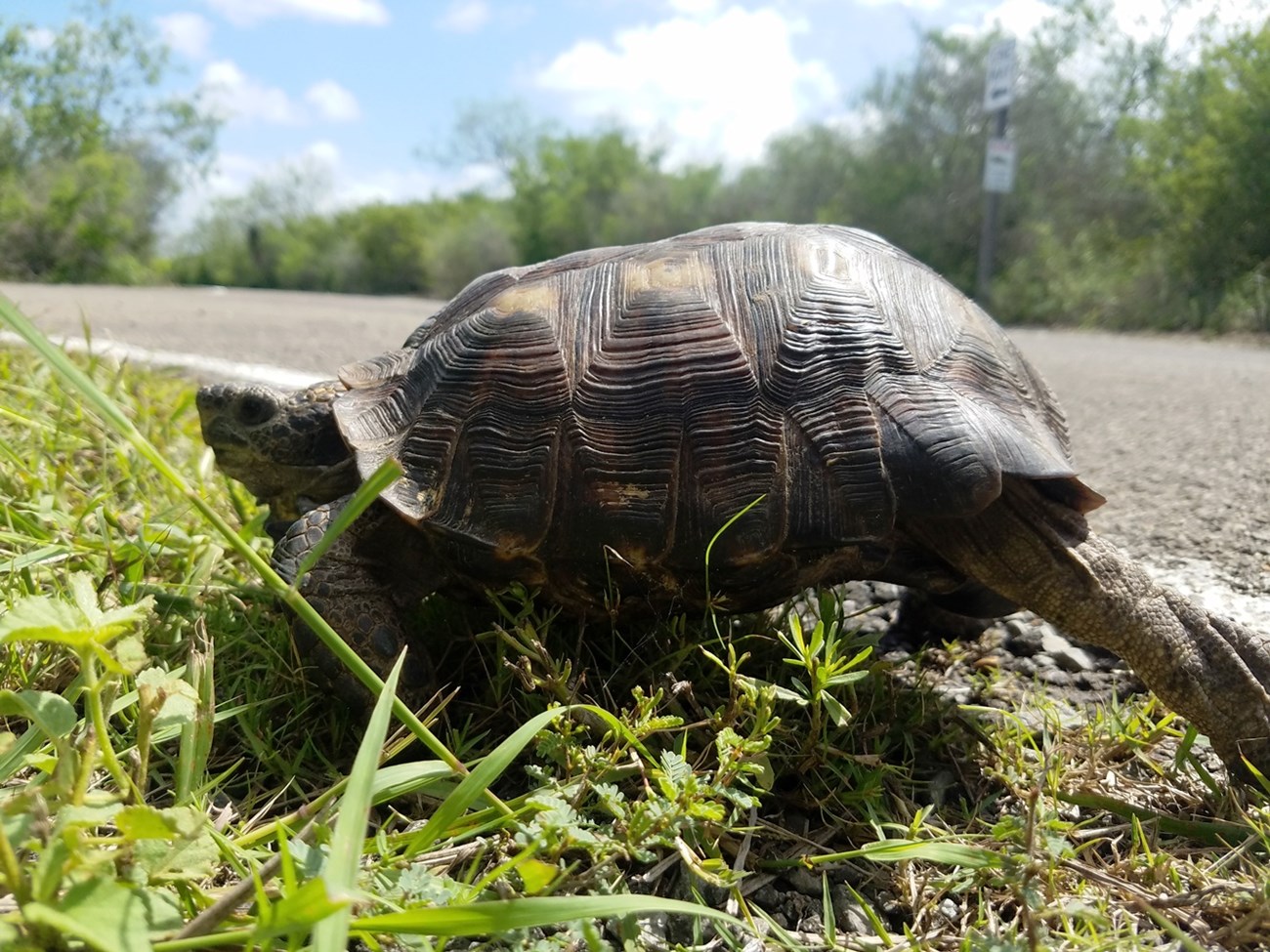Texas tortoise walking through the grass.
