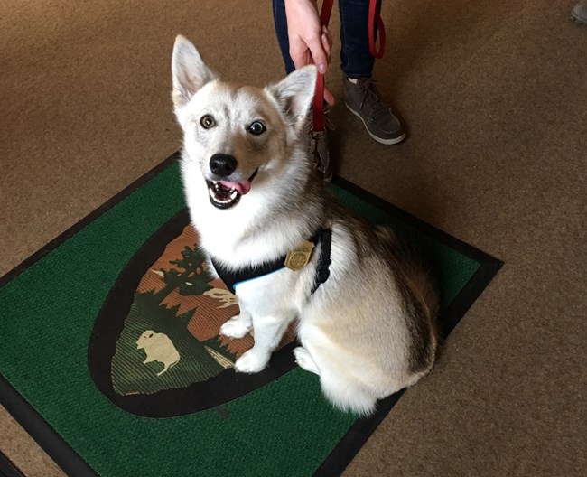 A white dog w/ a grey back stripe looks up at the viewer from a seat on an NPS arrowhead entry rug, a small gold badge for Paterson Great Falls NHP on its leash harness