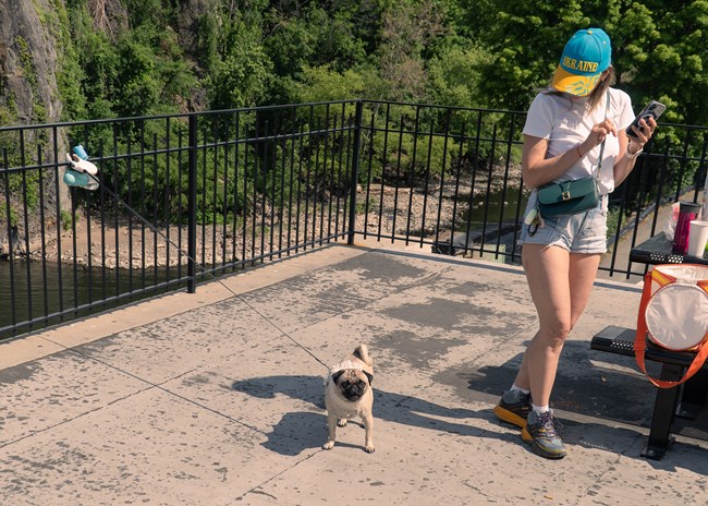 A small pug faces the camera, held by a retractable leash clipped to a fence. A woman looks down as she carefully steps around it to avoid tripping