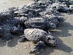 Hatchlings lined up