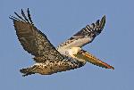 Brown pelican