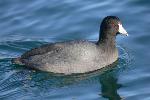 American coot