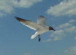 Laughing gull in flight