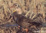 Male and female mottled ducks