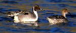 Male and female northern pintails