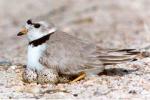 Piping plover