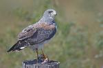 White-tailed hawk on a post