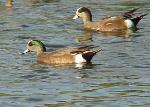 American wigeon