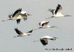 Wood storks in flight