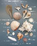 Common seashells of Padre Island