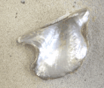 Atlantic winged oyster