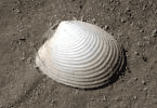Channeled duck clam