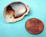 Slipper shell