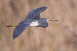 Tricolored heron in flight