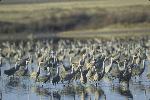 Sandhill Cranes
