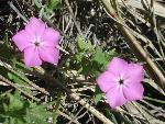 Five-pointed phlox