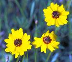 Coreopsis