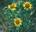 Sea ox-eye daisy