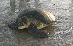 Green sea turtle on shore