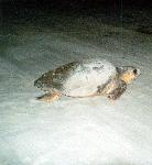 Nesting loggerhead