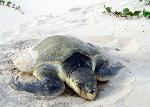 Nesting Kemp's ridley