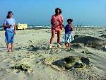 Nesting Kemp's ridley 2