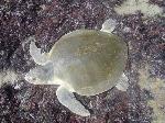 Nesting Kemp's ridley 3