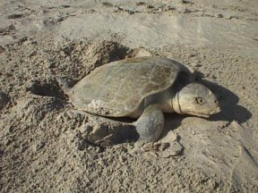 Sea turtle nesting season is here!