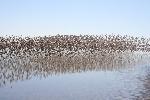 Flock of western sandpipers down island