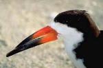 Black skimmer